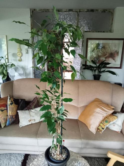 Ficus Benjamina, Huis en Inrichting, Kamerplanten, Ficus, Minder dan 100 cm, Ophalen