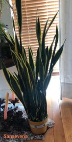 Sanseveria, Huis en Inrichting, Ophalen, Overige soorten, Minder dan 100 cm