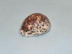 Schelp of huisje van de tropische zeeslak Cypraea tigris, Ophalen of Verzenden