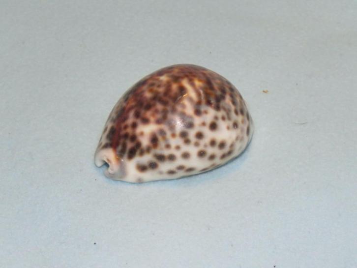 Schelp of huisje van de tropische zeeslak Cypraea tigris, Antiek en Kunst, Curiosa en Brocante, Ophalen of Verzenden