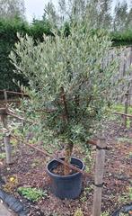 Olijfbomen olea op stam, Tuin en Terras, Planten | Bomen, 100 tot 250 cm, Zomer, Palmboom, Ophalen