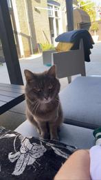 Kat vermist te Dronrijp, Dieren en Toebehoren, Kat