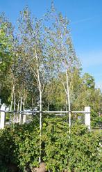 Himalayaberk witte berk [ Berk met witte stam] berkeboom', Tuin en Terras, Planten | Bomen, Overige soorten, 100 tot 250 cm, Ophalen