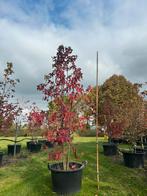 Amberboom Meerstammig - 60L Pot - Prachtige Kleuren!, Bloeit niet, Overige soorten, 100 tot 250 cm, Ophalen