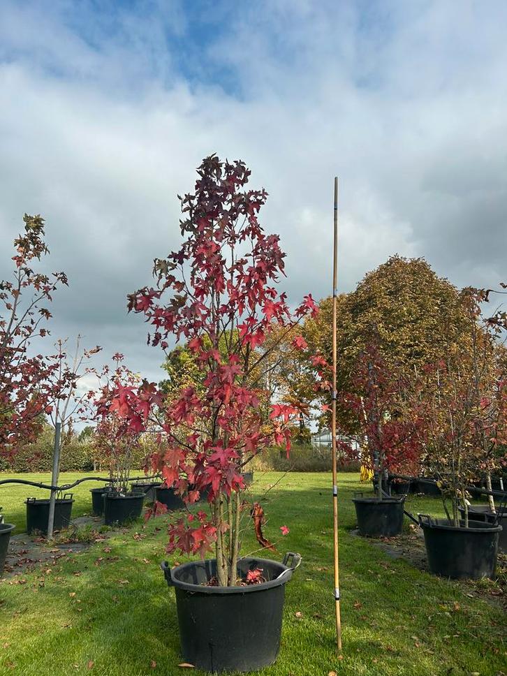 Amberboom Meerstammig - 60L Pot - Prachtige Kleuren!, Tuin en Terras, Planten | Bomen, Overige soorten, 100 tot 250 cm, Volle zon