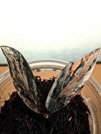 Zamioculcas Zamiifolia Raven Variegata, Ophalen of Verzenden, Halfschaduw, Minder dan 100 cm