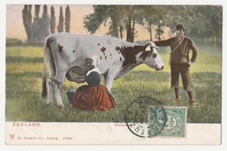 Koeien.  Zeeland.  Melken.  Meer dan 121 jaar oude kaart., Verzamelen, Ansichtkaarten | Themakaarten, Voor 1920, Overige thema's