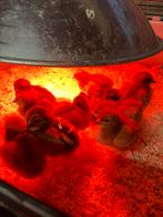 Kuikens Rhode Island Red kippen, Dieren en Toebehoren, Pluimvee, Meerdere dieren, Kip
