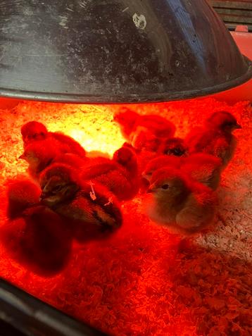 Kuikens Rhode Island Red kippen beschikbaar voor biedingen