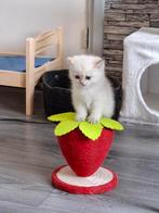 Britse korthaar kittens, Dieren en Toebehoren, Kater, Gechipt