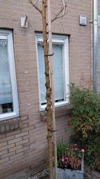 Moerbij boom te koop, Tuin en Terras, Planten | Bomen, Ophalen of Verzenden, Volle zon, Overige soorten