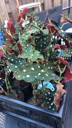 8 stuks kamerplanten, Tuin en Terras, Planten | Tuinplanten, Ophalen of Verzenden, Volle zon