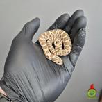 arctic haakneus, Dieren en Toebehoren, Slang, Tam, 0 tot 2 jaar