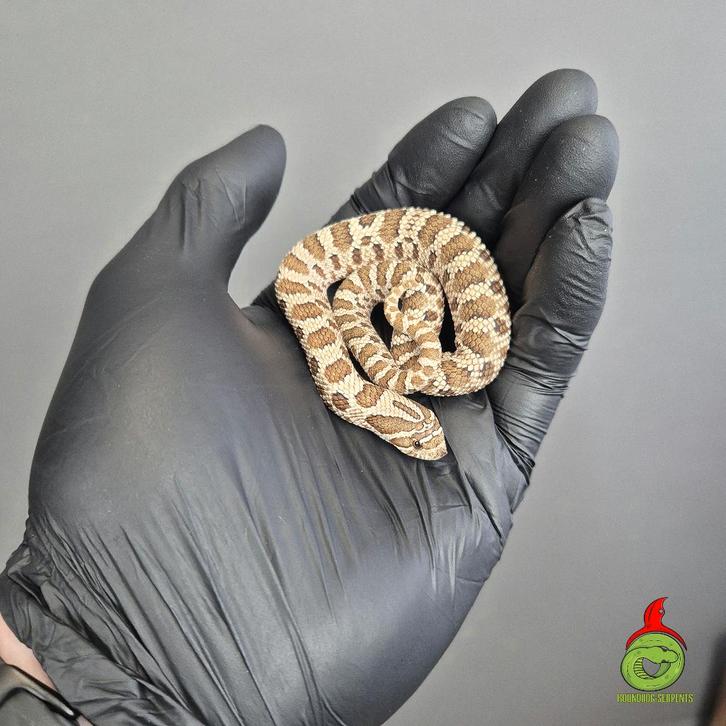 arctic haakneus, Dieren en Toebehoren, Reptielen en Amfibieën, Slang, 0 tot 2 jaar, Tam