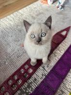 Britse korthaar kittens LAATSTE KITTEN!!, Dieren en Toebehoren, Katten en Kittens | Raskatten | Korthaar, Meerdere dieren, Ontwormd