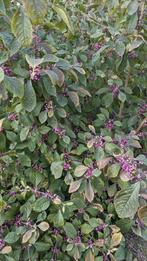 Diverse wintergroene en bladverliezende struiken, Tuin en Terras, Planten | Struiken en Hagen, Ophalen, Overige soorten, Struik