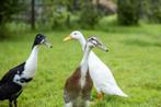 Indische loopeenden | Groot aanbod in verschillende kleuren, Dieren en Toebehoren, Pluimvee, Meerdere dieren, Eend
