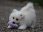 Kruising Sheltie pups, Dieren en Toebehoren, Nederland, 8 tot 15 weken, CDV (hondenziekte), Meerdere