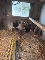 Wyandotte Krielkippen, Dieren en Toebehoren, Pluimvee, Vrouwelijk, Kip
