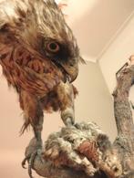 Opgezette Buizerd met Prooi, Ophalen