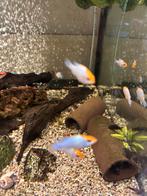 ramarezia electric bleu red cap, Dieren en Toebehoren, Vissen | Aquariumvissen, Vis, Zoetwatervis, Schoolvis