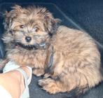 Lieve pup, kruising Havenezer en Pomeriaan, 15 weken tot 1 jaar, CDV (hondenziekte), Teef, Eén hond