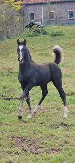 Zeer interessante en knappe hengst uit NMK merrie, Dieren en Toebehoren, Paarden, Met stamboom, Niet van toepassing, Dressuurpaard