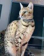 Savannah f2 moeder en dochter, Poes, Gechipt, 6 jaar of ouder