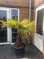Palmboom, Tuin en Terras, Planten | Bomen, Ophalen of Verzenden, Volle zon, 100 tot 250 cm