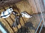 Vlaamse reus ..., Dieren en Toebehoren, Konijnen, Vrouwelijk, Groot, 0 tot 2 jaar