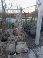 Rode vlier sambucus nigra black lace, Tuin en Terras, Planten | Struiken en Hagen, Ophalen