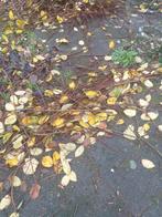 Voor knaagdieren takken van de appelboom, Dieren en Toebehoren, Ophalen, Nieuw, Knaagmateriaal