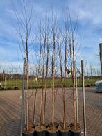 GOEDKOPE BERKEN BOOMPJES!! 250cm! Betula pendula Ruwe berk, Tuin en Terras, Ophalen of Verzenden, 250 tot 400 cm, Zomer, Volle zon