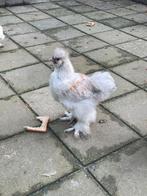 Gratis. Zijdehoen haantje, Dieren en Toebehoren, Mannelijk, Kip