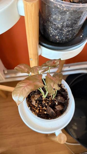 Three types of Syngonium and Pothos queen Marble beschikbaar voor biedingen