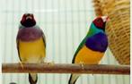 Gezocht partij vogels gouldemadine, Meerdere dieren, Kleurkanarie