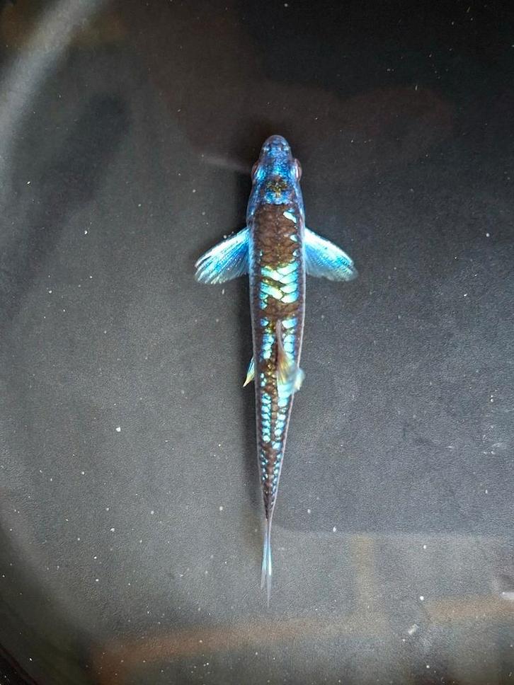 Regenboogelrits  Rainbowshiner, Dieren en Toebehoren, Vissen | Vijvervissen