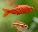 Hobbyaquarium Sherry barbeel / Puntius titteya, Dieren en Toebehoren, Vissen | Aquariumvissen, Vis, Zoetwatervis, Schoolvis