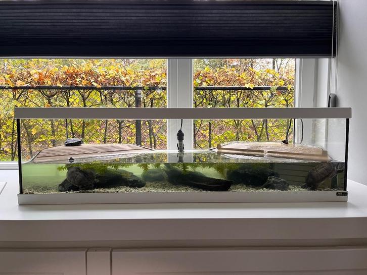 Muskusschilpadden met Tartarium Tortum 100, Dieren en Toebehoren, Reptielen en Amfibieën | Toebehoren, Gebruikt, Terrarium of Paludarium