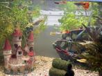 Guppy’s gratis ophalen, Dieren en Toebehoren, Vissen | Aquariumvissen, Vis