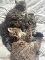Kittens kruising pers / kortharige mainecoon, Dieren en Toebehoren, Katten en Kittens | Raskatten | Langhaar, Meerdere dieren