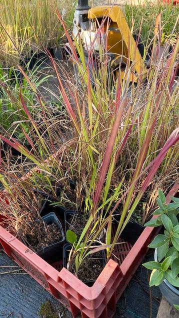 Japans bloedgras beschikbaar voor biedingen