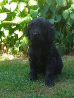 Golden doodle pups, Dieren en Toebehoren, Honden | Retrievers, Spaniëls en Waterhonden, Overige rassen, Meerdere, Meerdere dieren