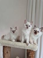 Lieve heilige birmaan kittens, poesjes, Dieren en Toebehoren, Katten en Kittens | Raskatten | Langhaar, Poes, Gechipt, 0 tot 2 jaar