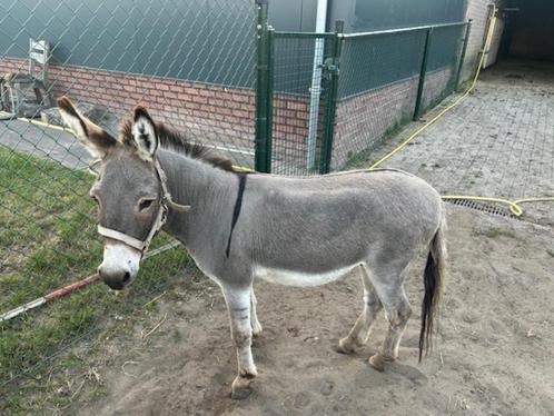 mini ezel, Dieren en Toebehoren, Overige Dieren, Mannelijk, Juni