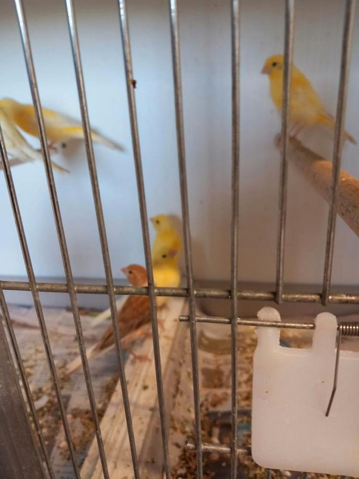 Gevraagt kanaries, Dieren en Toebehoren, Vogels | Kanaries, Kleurkanarie, Meerdere dieren