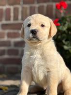 Gele Labrador pups, reutjes, Dieren en Toebehoren, Nederland, Reu, CDV (hondenziekte), 8 tot 15 weken