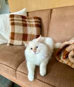 Prachtige red point siberische neva masquerade met stamboom, Kater, Met stamboom