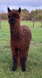 Alpaca hengst veulens van grijze vader, Dieren en Toebehoren, Overige Dieren, Juni, Mannelijk