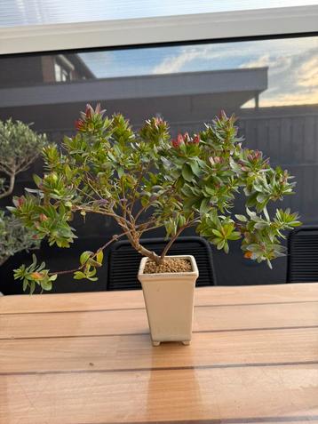 Pre bonsai Polygala myrtifolia beschikbaar voor biedingen